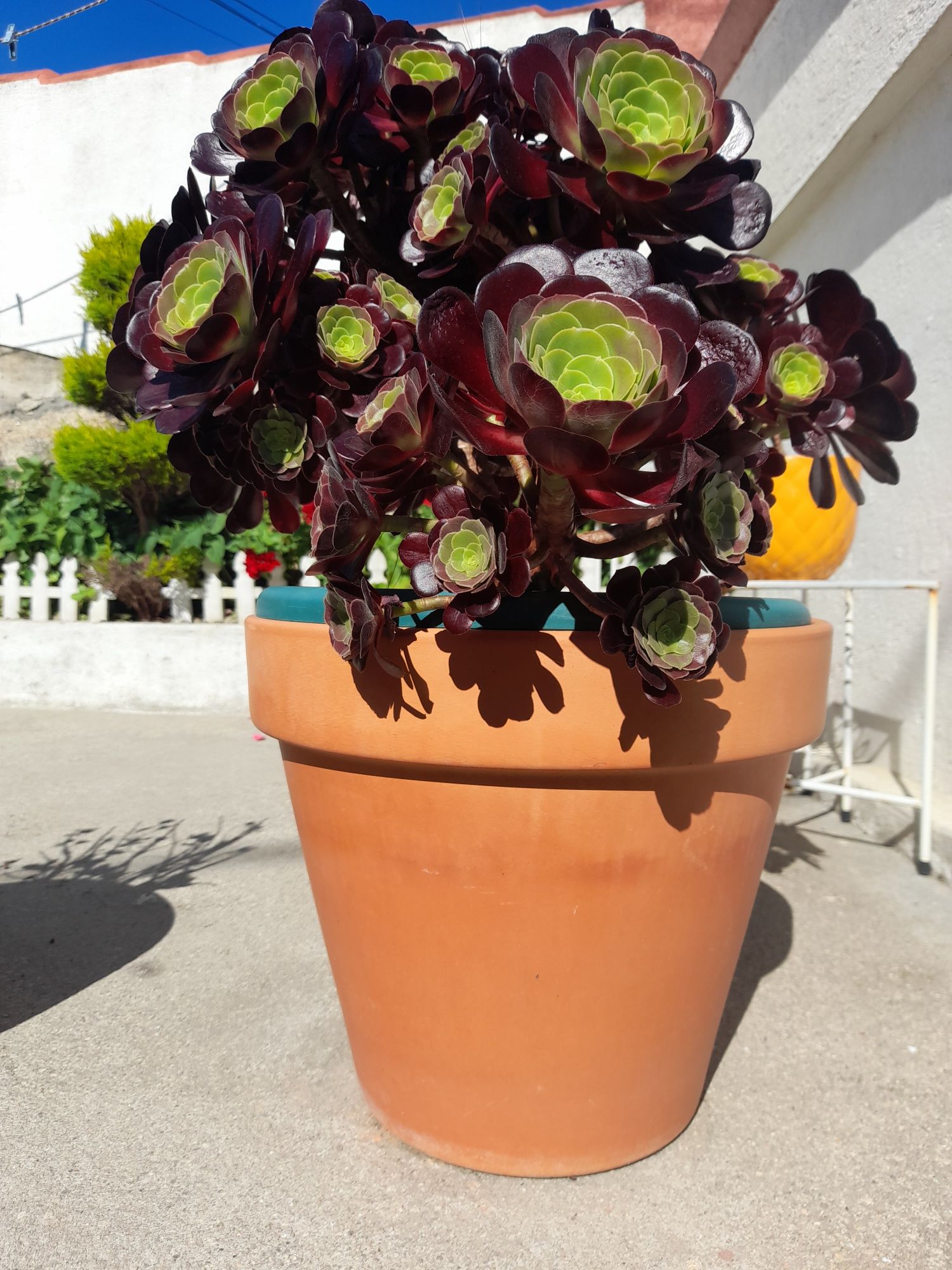 Suculenta rosa negra