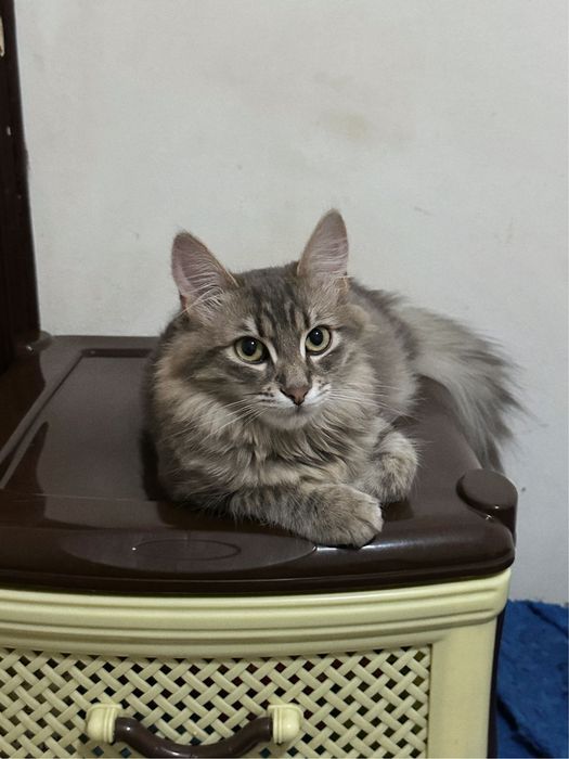 Кошеня Скай шукає новий дім