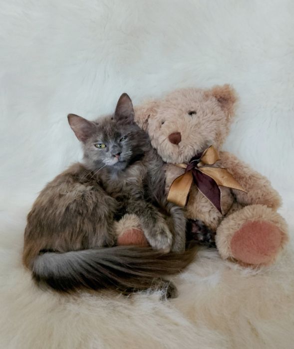 Мила 3.5 мес.
В поисках нового дома 
Ласковая, игривая.
К лоточку приу