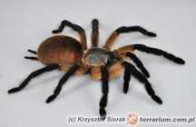 Monocentropus Balfouri
