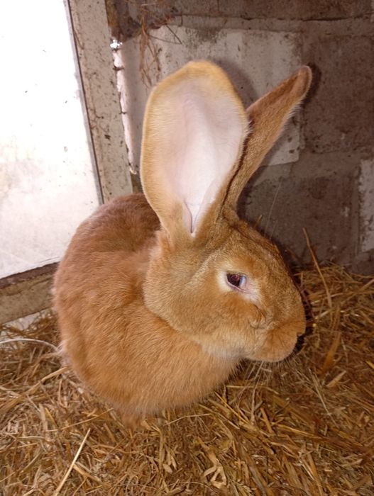 Samica olbrzym belgijski