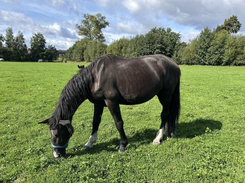 Klacz śląska 5 letnia