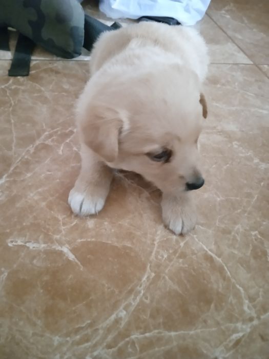 Do oddania małe pieski