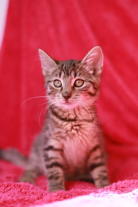 Towarzyska i zabawowa kotka Mimi poleca się do adopcji