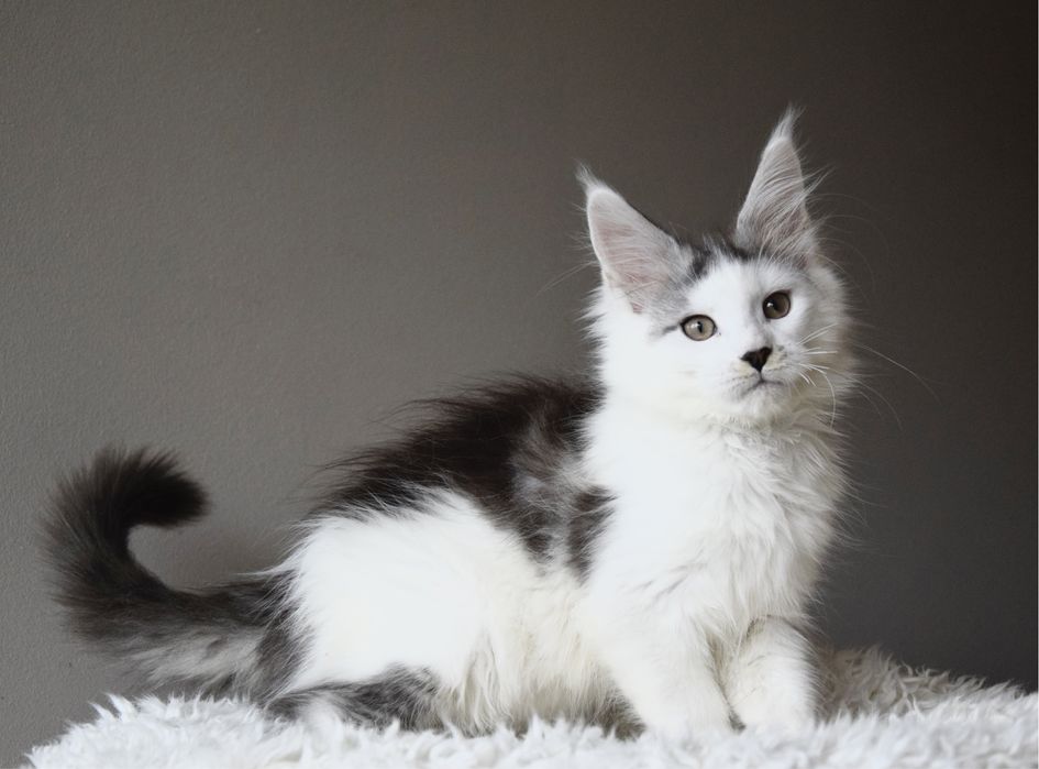 Wyjątkowy kocurek maine coon, rodowód FPL