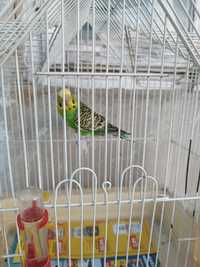 Papużka falista zielona samiczka