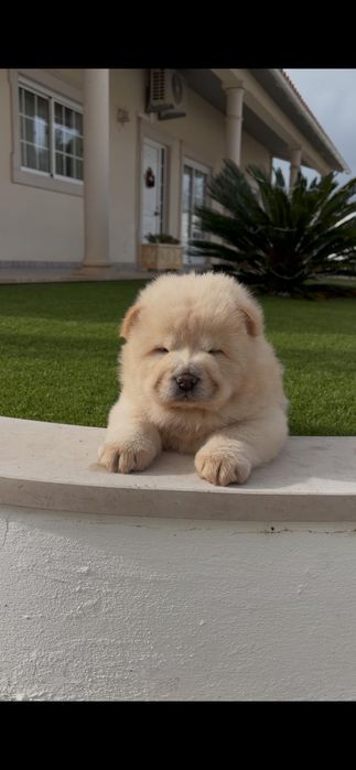 Chow chow macho..