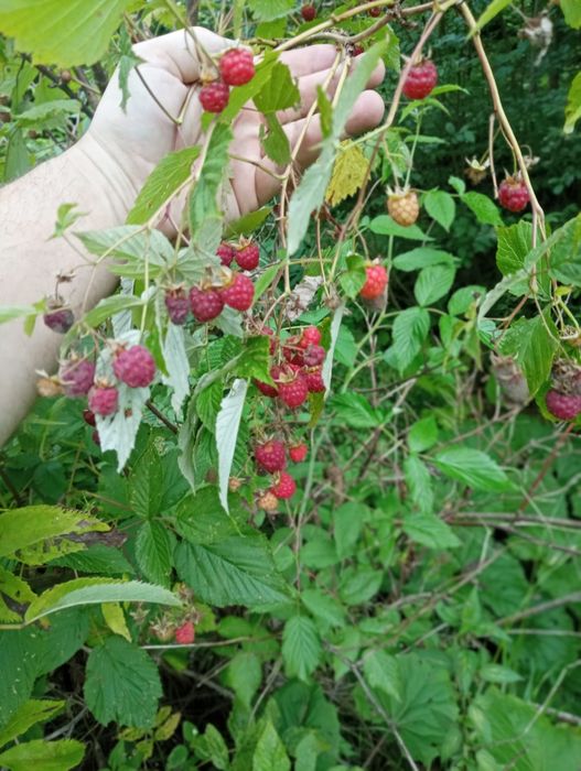 Походи в гори по ягоди-гриби з Івано-Франківська