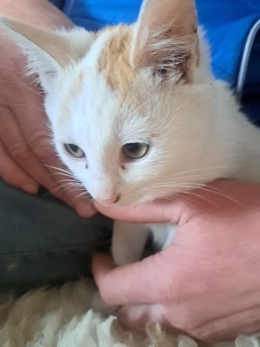 Oddam kotki za darmo