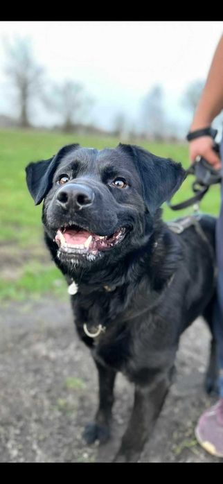 Duży samiec, czarny, spokojny, młody, 3lata
