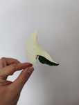 Syngonium Emerald Gem pięknie wybarwione
