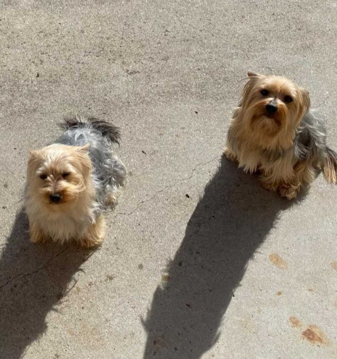 Yorkshire Terrier fêmea