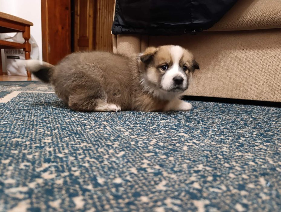 Віддам Безкоштовно в дуже добрі рукиПесиків