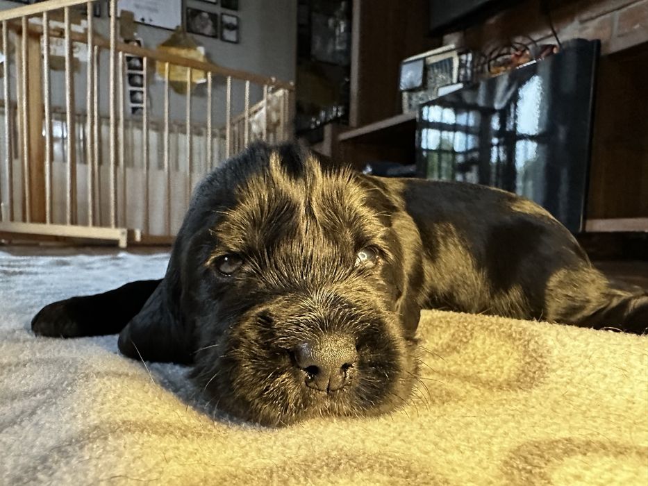 Cocker spaniel angielski szczeniak