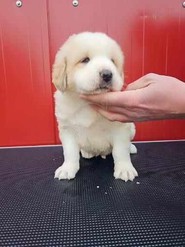 Owczarek środkowoazjatycki GOTOWE DO ODBIORU