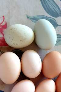 Wymienię jaja lęgowe kur wiejskich na jaja kacze, gęsie lub indycze