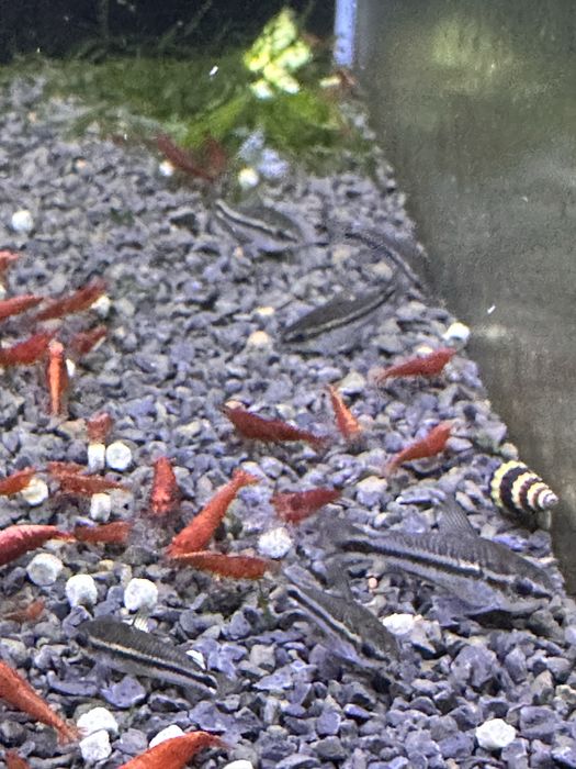 Corydoras Pigmeu