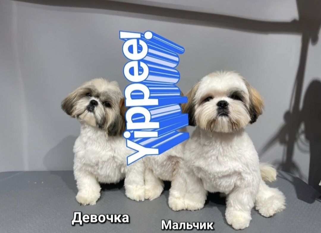 Продам Шит-цу  есть девочка и мальчик подрощенные щенки