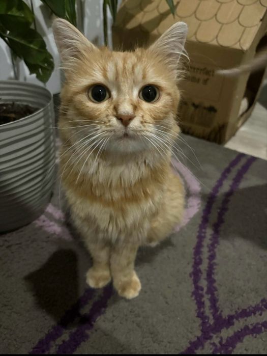 Kotka z dlugą sierscią