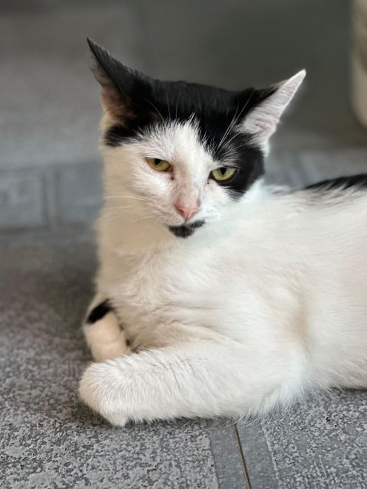 Tyfona - kotka czekająca na adopcję