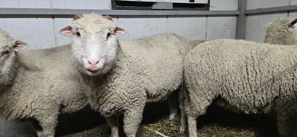 Carneiro com um ano e meio
