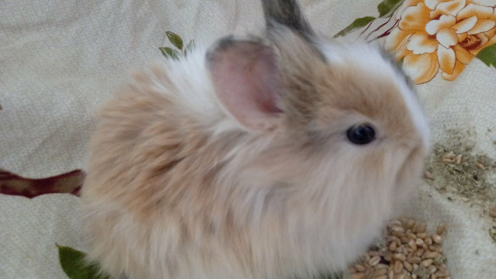 Декоративні кролики