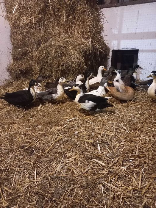 Kaczorki Call duck