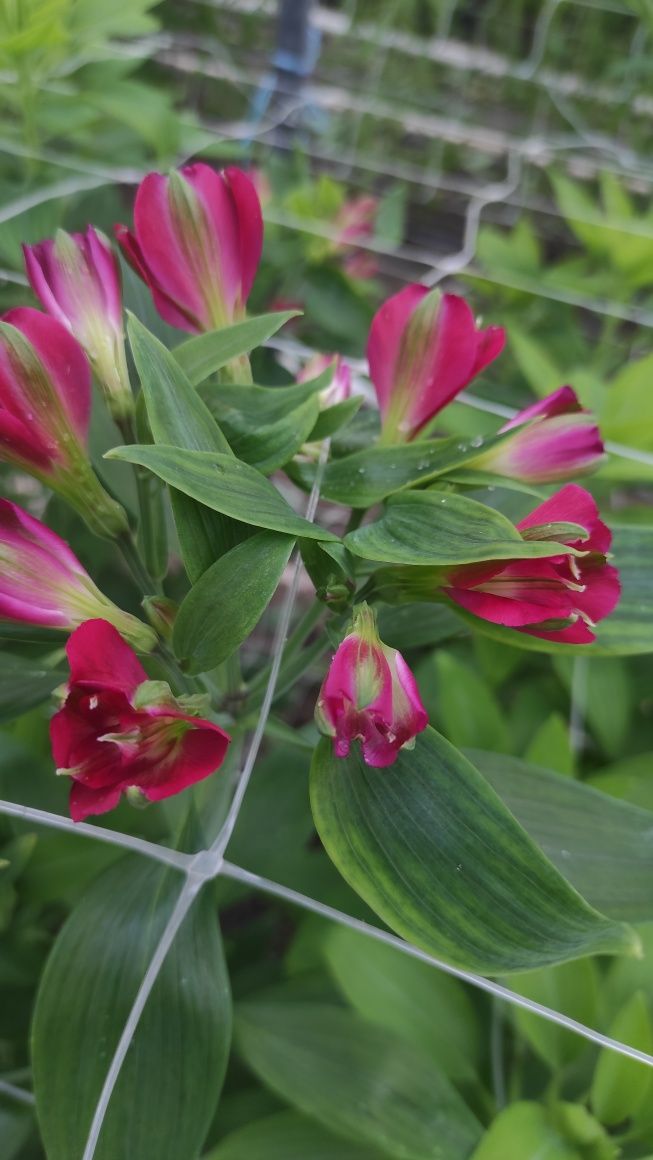 Саджанці " Alstroemeria florinca"