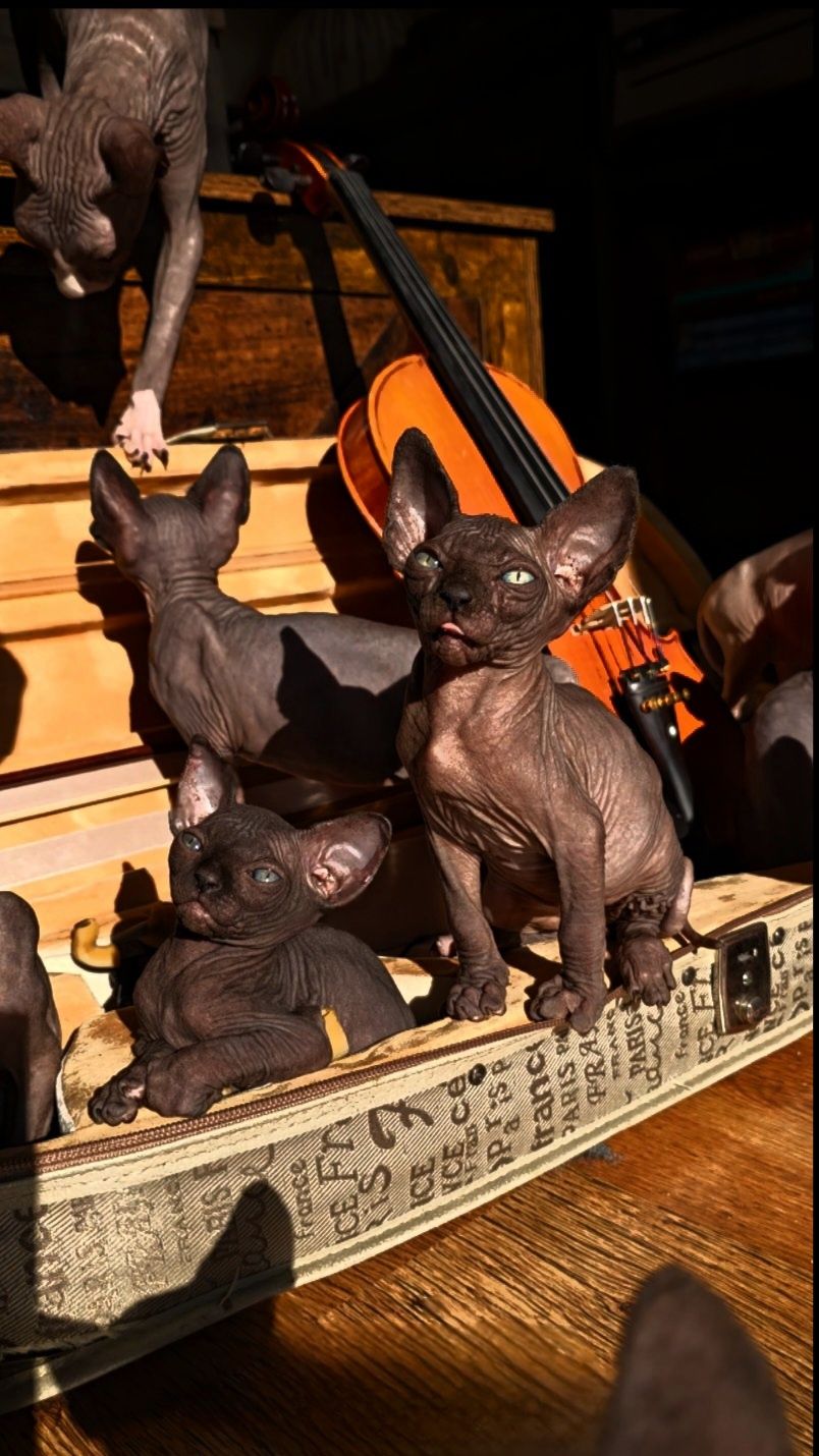 Przepiękny kot sfinks,sliczny kocurek  sphynx