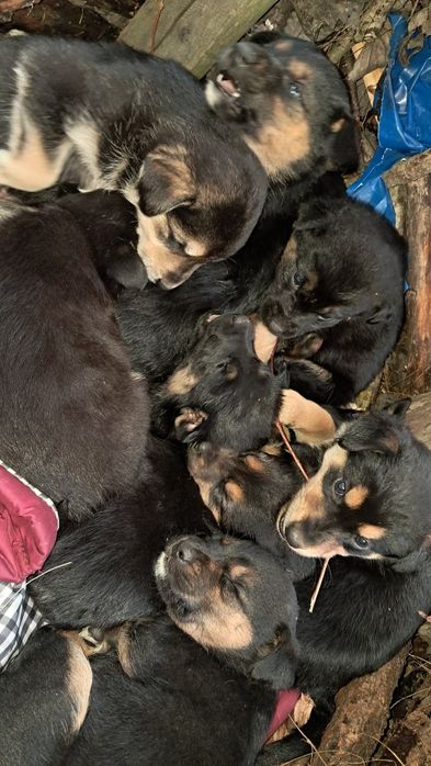 13 маленьких див шукають свій дім!