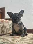 Bulldog frances Menina