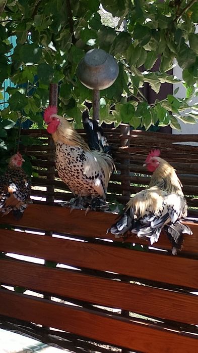 Мільфлер.Мильфлер.Декоративні кури.