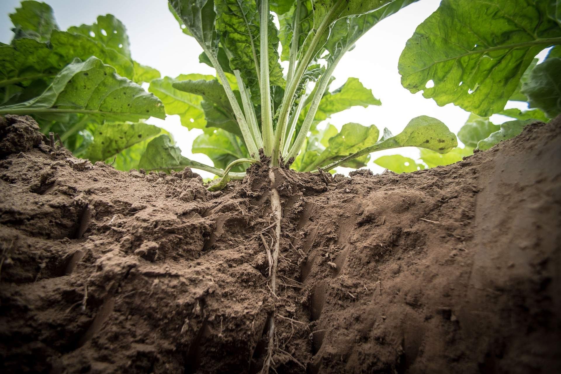 Siew rzepaku siew pasowy strip till Czajkowski Mzuri Horsch