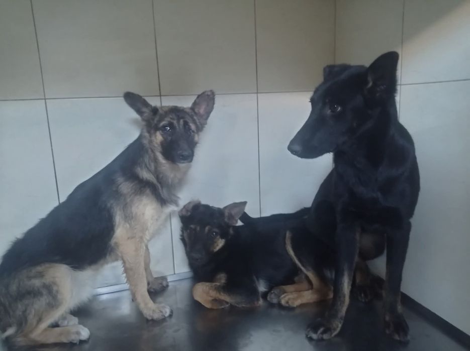 Три дівчинки шукають дім, оброблені, стерилізованіщеплені двічі