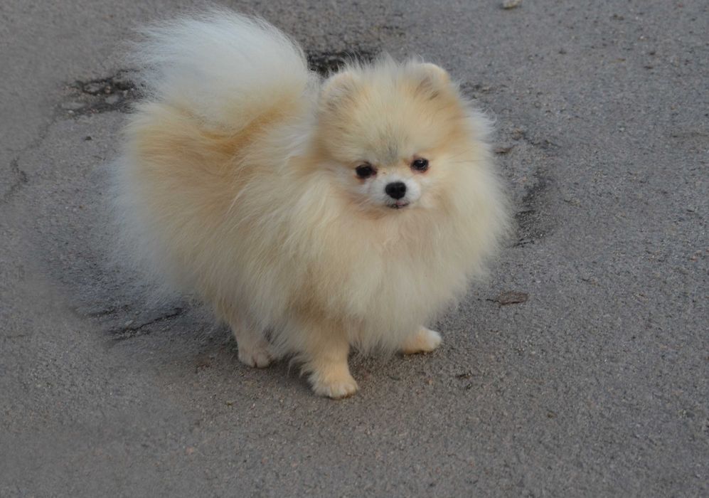 Кремовая красавица.  Померанский  ТОЙ шпиц.