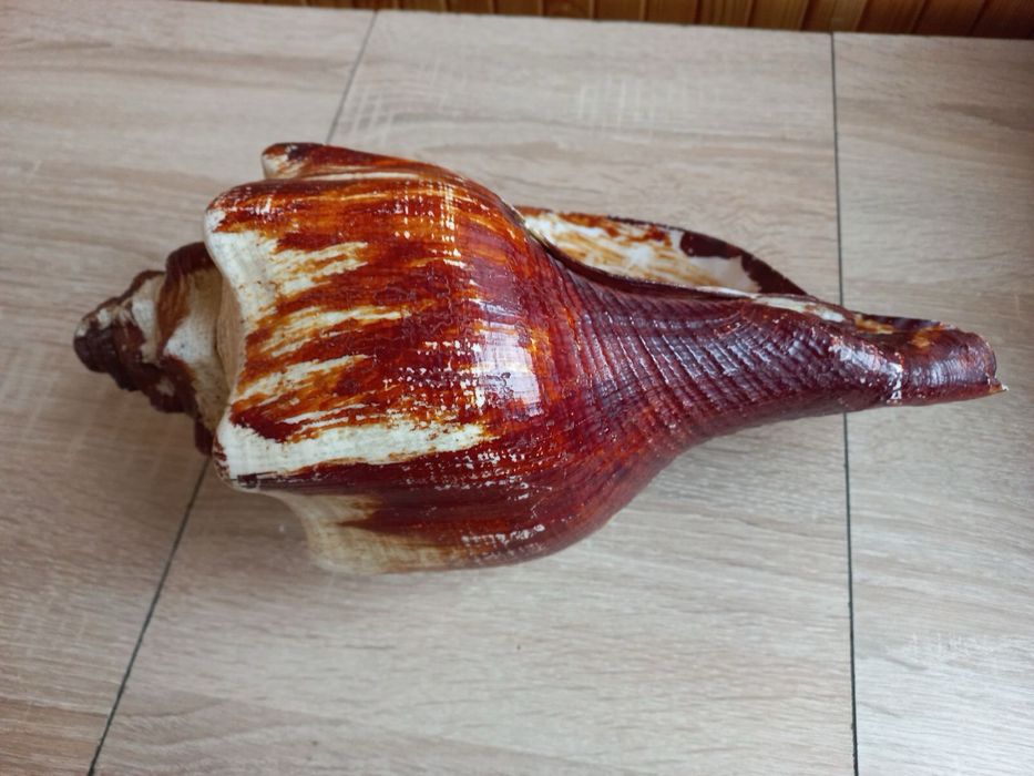 Кубинские океанические антикварные ракушки