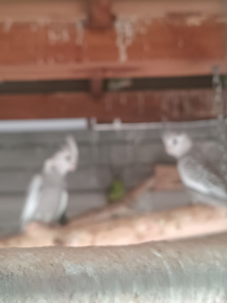 Młode papugi Nimfy