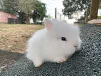Coelhos anões Angorá