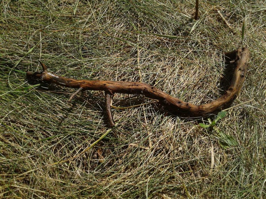 Korzeń lilak terrarium, akwarium, skalniak