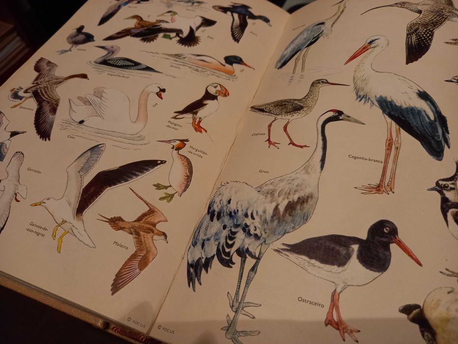 Enciclopédia Focus 4 Volumes