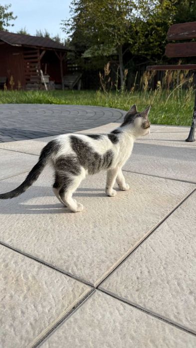Koty 3-4 miesięczne do adopcji