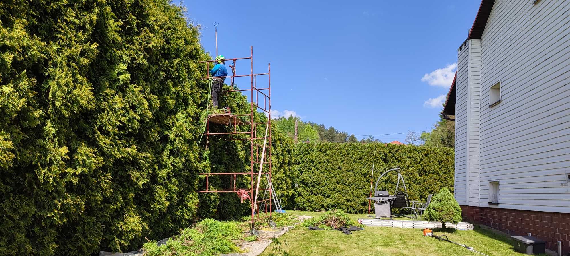 wycinka drzew i pielęgnacja drzew, utylizacja, frezowanie pni