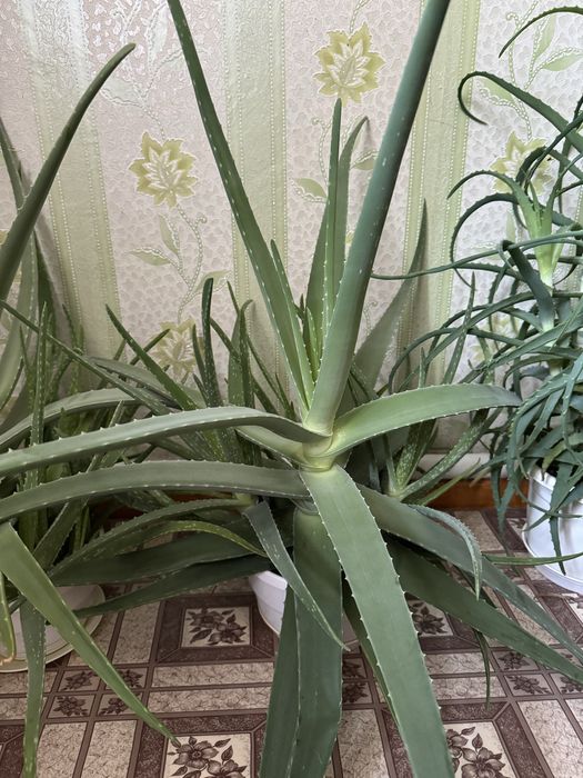 Алоє в горщиках, вік більше 3 років