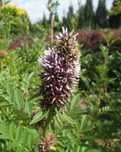 Lukrecja gładka (Glycyrrhiza glabra), nasiona, zioło
