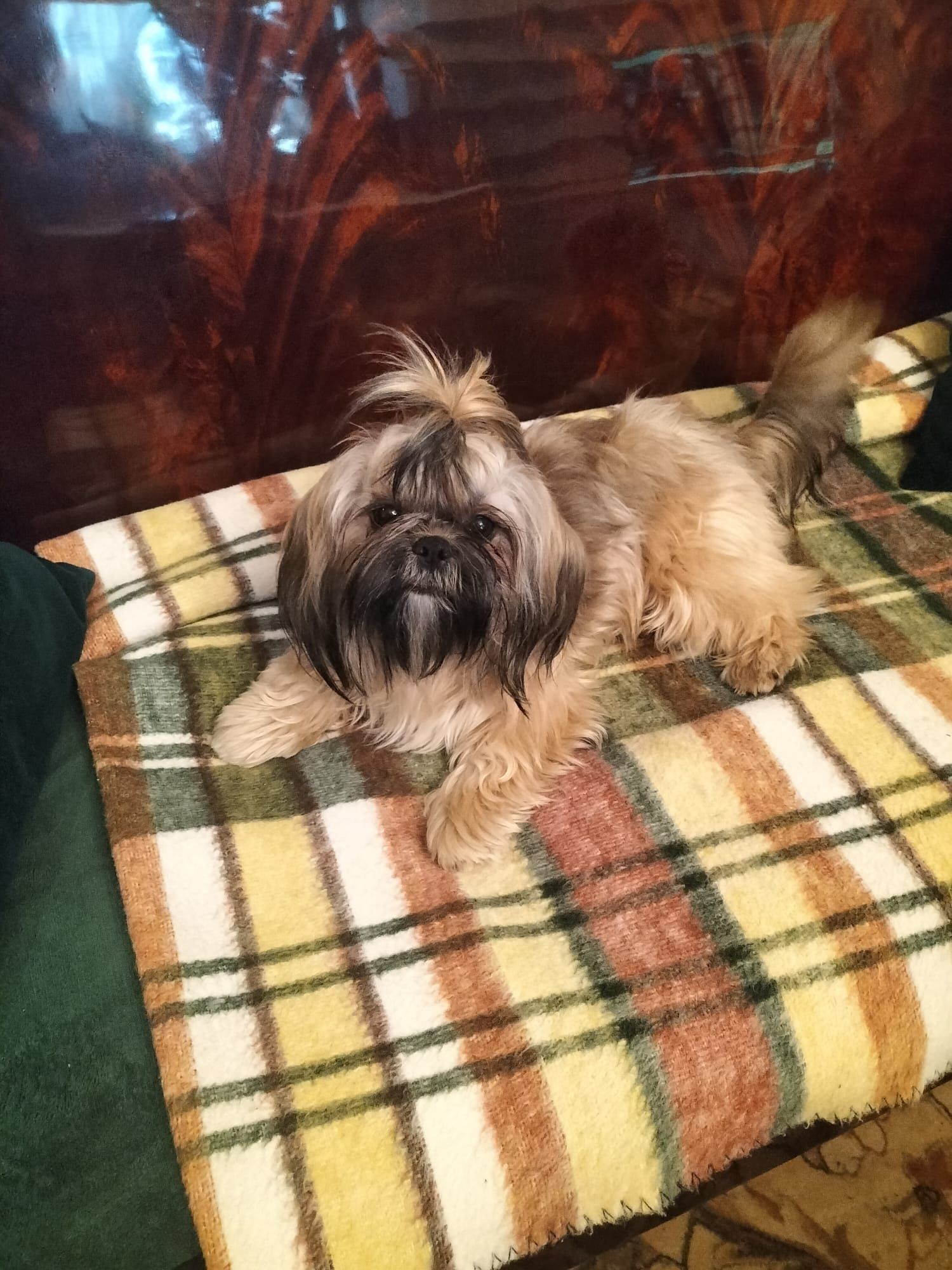PIesek shih-tzu z  3 szczepieniu. Zdrowy chłopiec