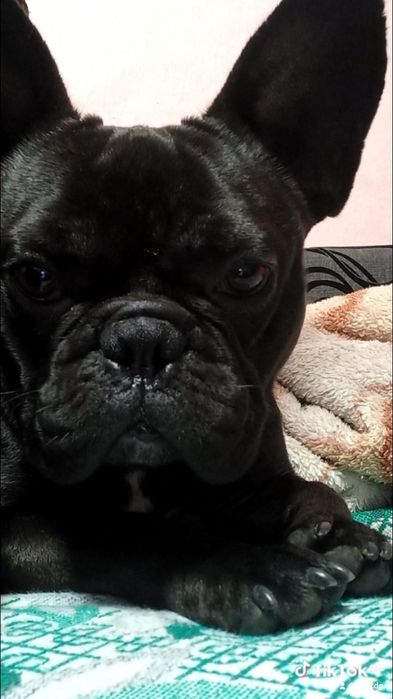 Красивый и Умный Мальчик ищет Девочку! Для  Случки!