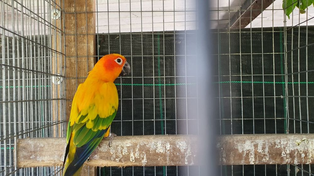 Aratingas sol adulta