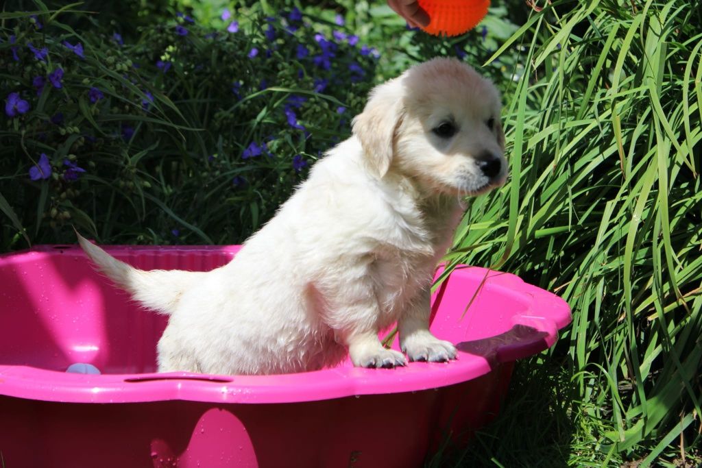 Golden retriever ZKwP