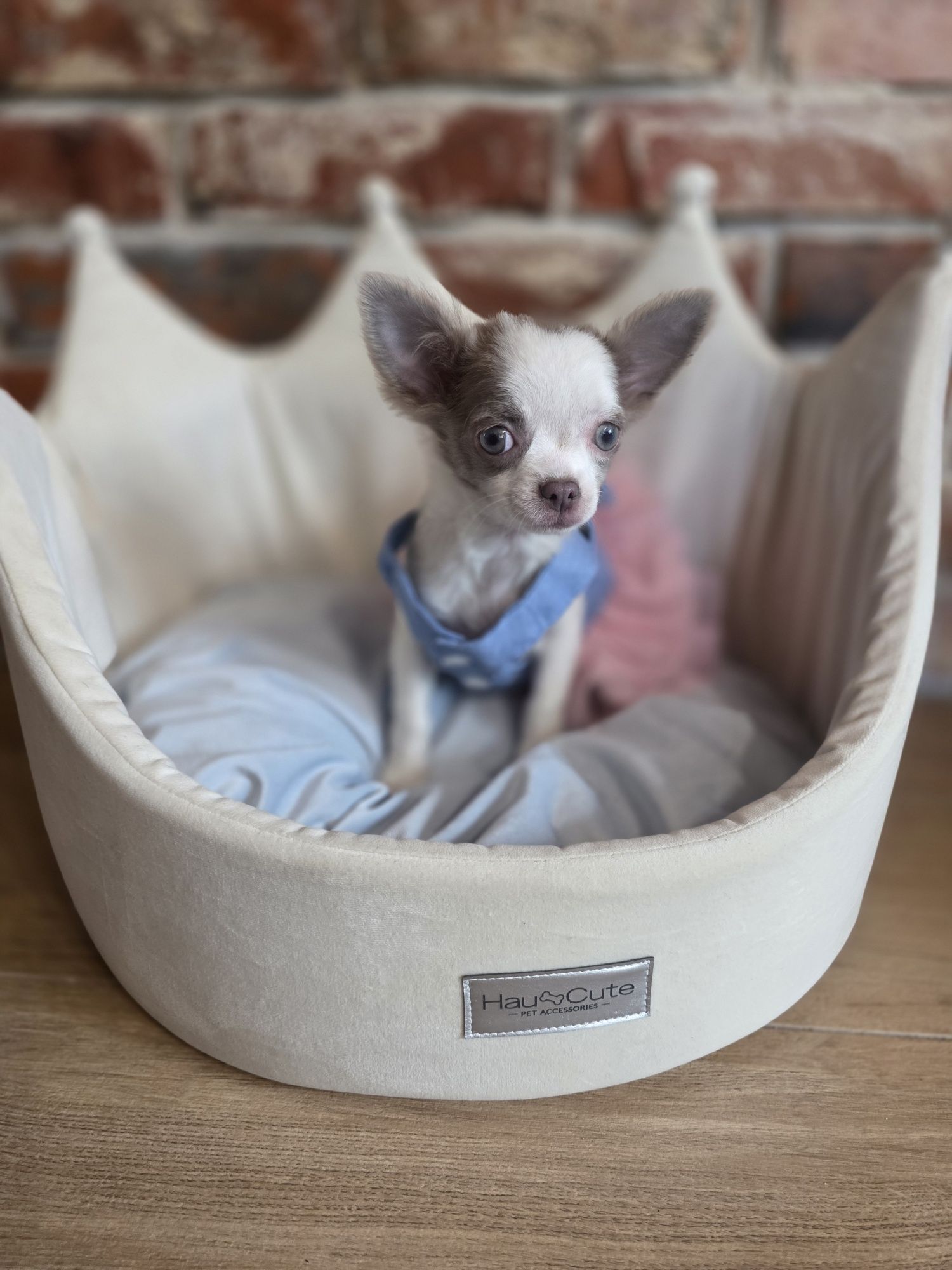 Chihuahua suczka   długowłosa  biało liliowa!