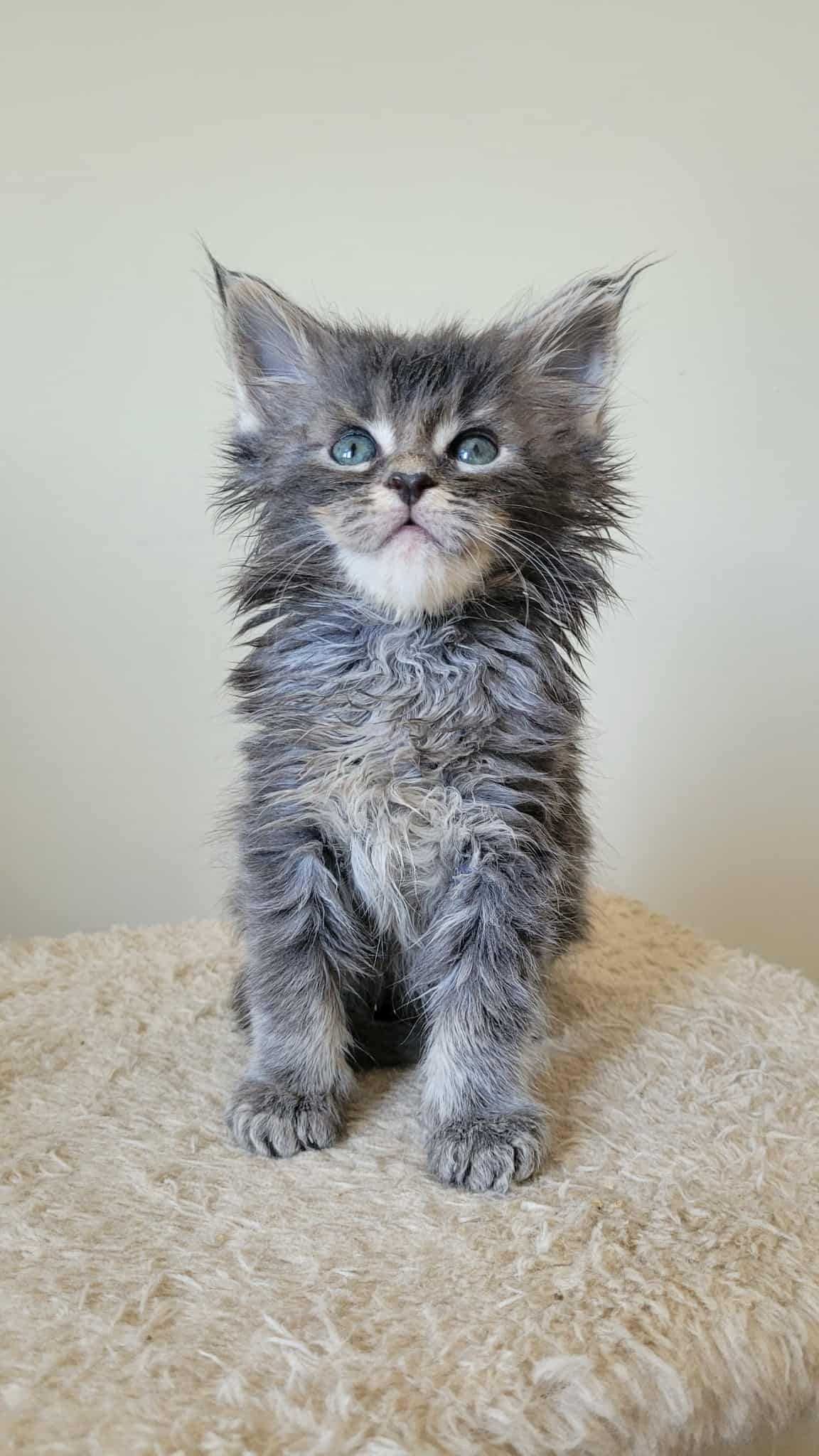 Piękny niebieski "Ticked" kocurek Maine Coon FPL. Ruda Śl.